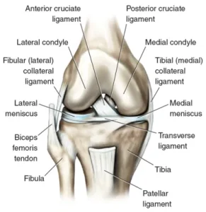 نقشه سایت خانه زانو دکتر شایان توابی - dr Tavabi Structures of the knee آناتومی و ساختار مفصل زانو